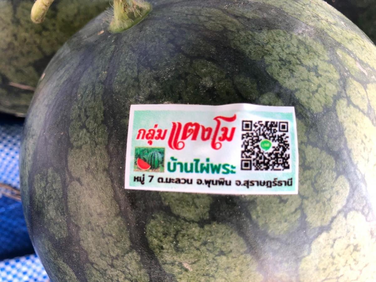 แตงโมปลอดสารพิษบ้านไผ่พระ หมู่ที่ 7 ตำบลมะลวน